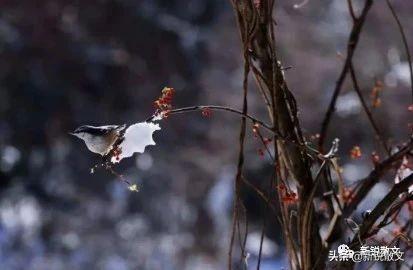 散文怎么写，五个关键词是写好散文的重点