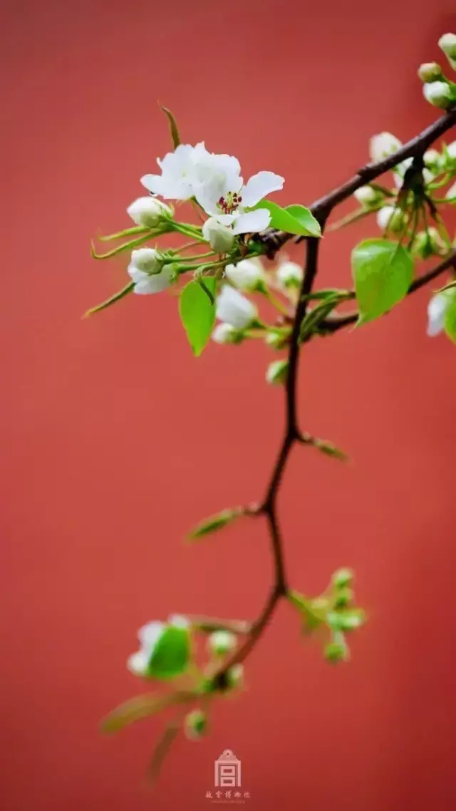 春日古诗10首，早春花初绽