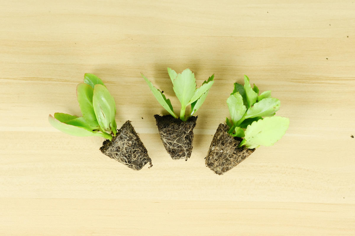 植物的生长过程，植物生长必经的5大阶段