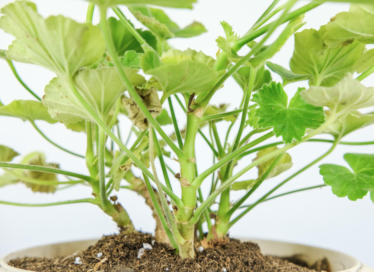 植物的生长过程，植物生长必经的5大阶段