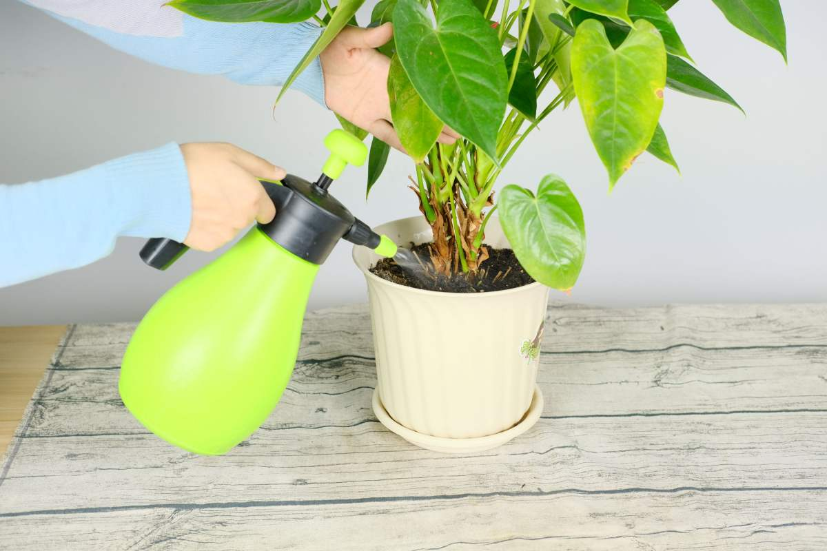 植物的生长过程，植物生长必经的5大阶段