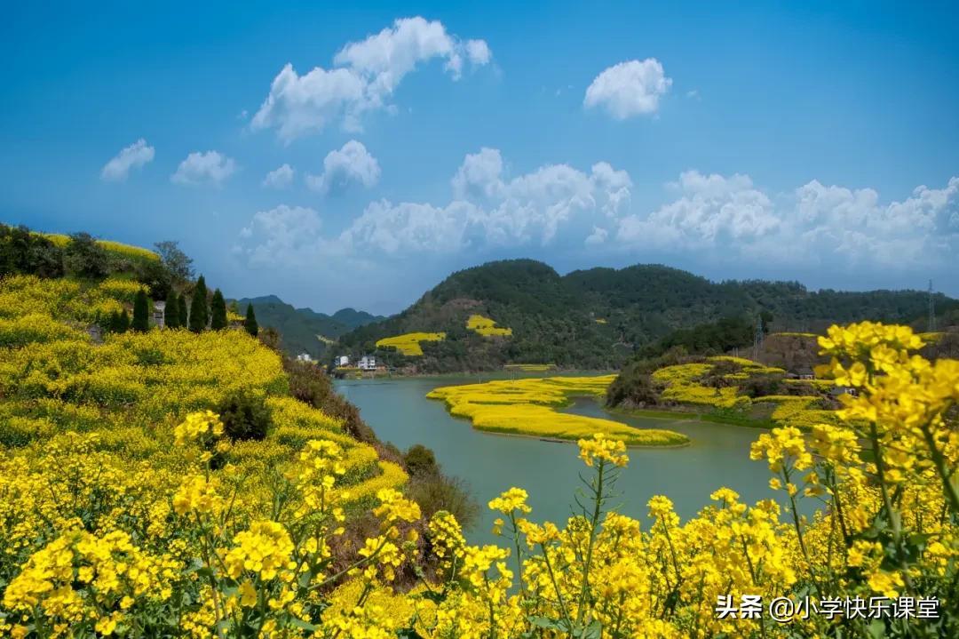 油菜花作文小学习作（精选5篇）