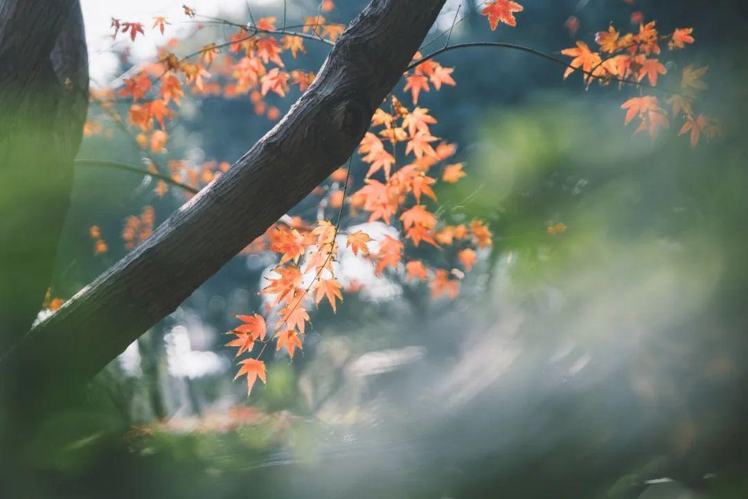 关于秋天的诗句10句，秋云潇洒，红叶胜花