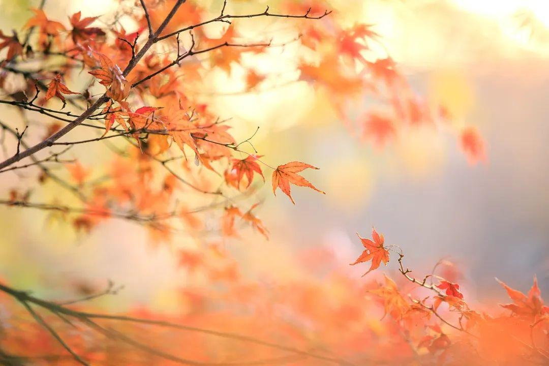 关于秋天的诗句10句，秋云潇洒，红叶胜花