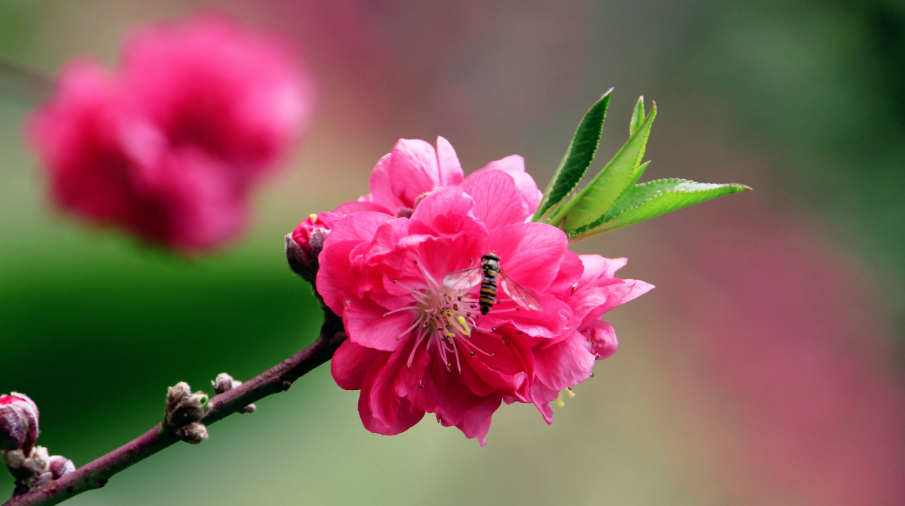 描写桃花的诗句12首，共赴一场桃花之约