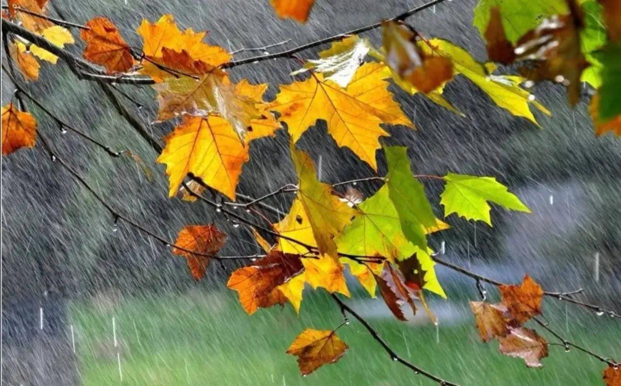 秋天的雨的句子28句，一笺清秋缓缓来