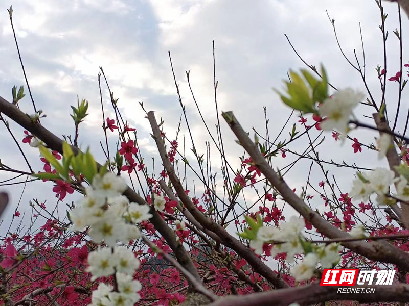 夸家乡的日记500字小学习作（最美是家乡）