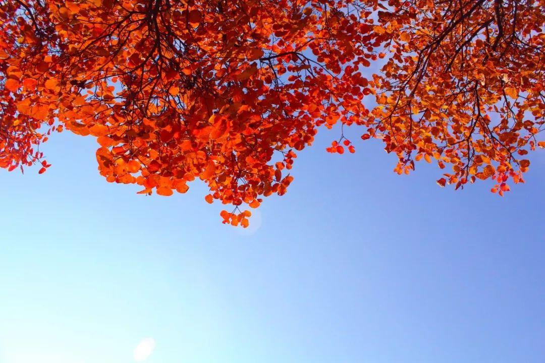 描写秋天的成语30句，道破秋日美色