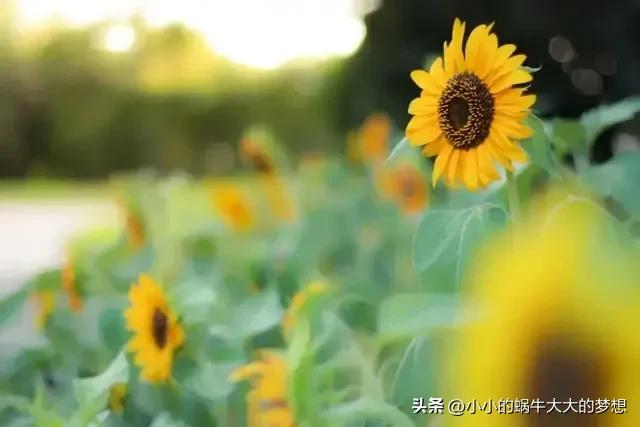 美好生活的句子9句，句句治愈自己