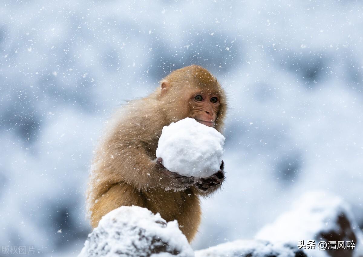 第一场雪文案15句，第一场雪经典句子