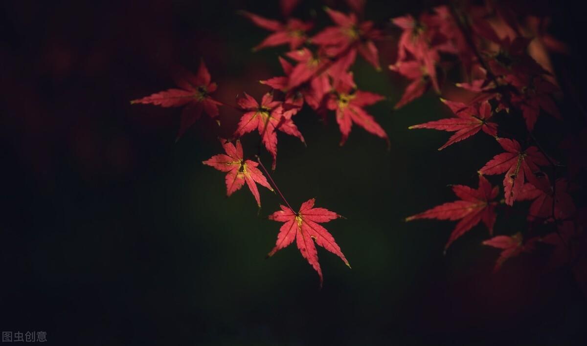 见证成长作文600字初中习作（成长的见证）