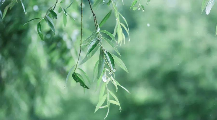 春雨作文2篇（小学优秀范文）