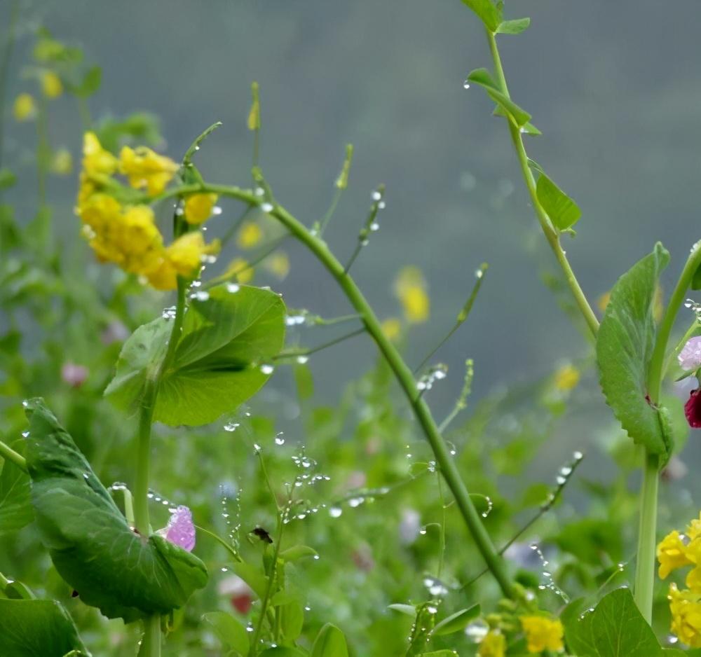 春雨作文2篇（小学优秀范文）