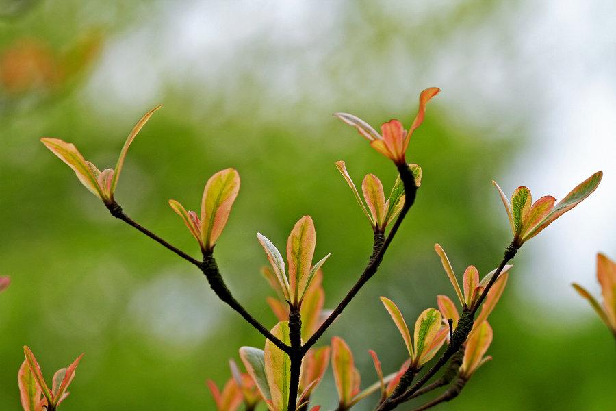 描写春天的唯美短句50句，春天里一起期待花开