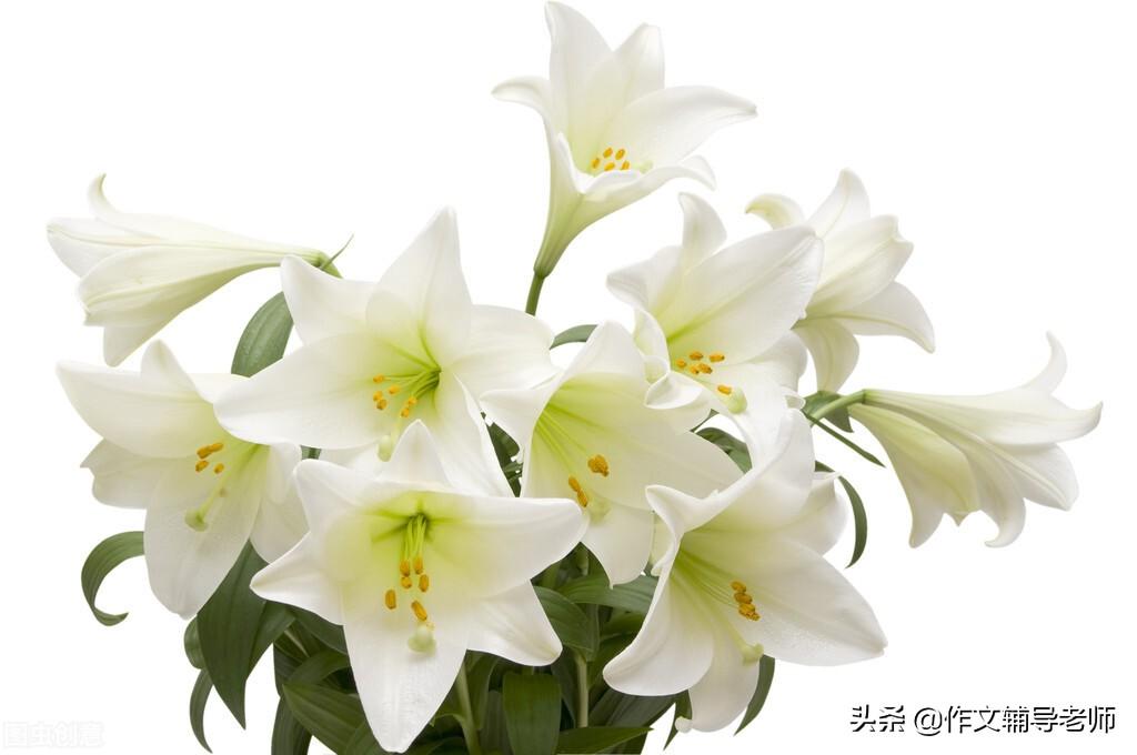 写花的作文500字小学习作(情有独钟的百合花)-小学作文-电子课本网 写花的作文500字小学习作(情有独钟的百合花)-小学作文