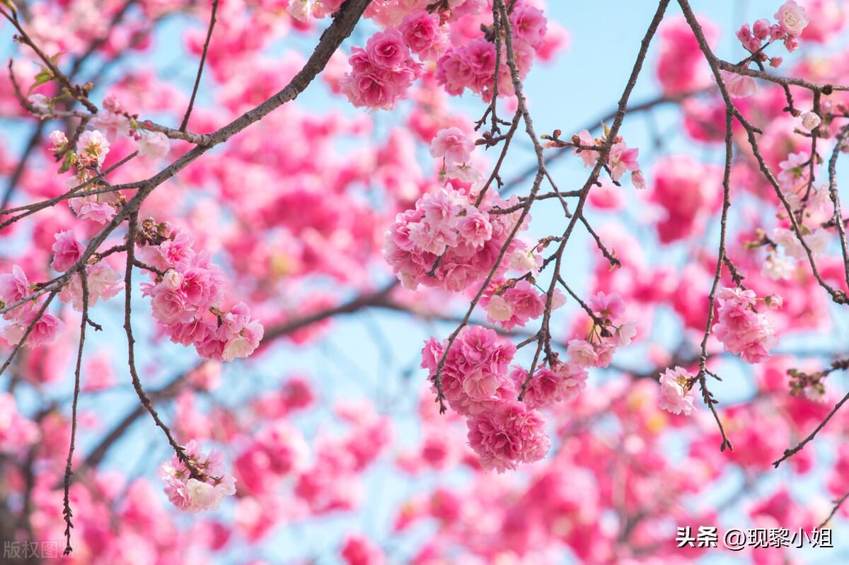 描写樱花的句子34句，期待春天，期待樱花