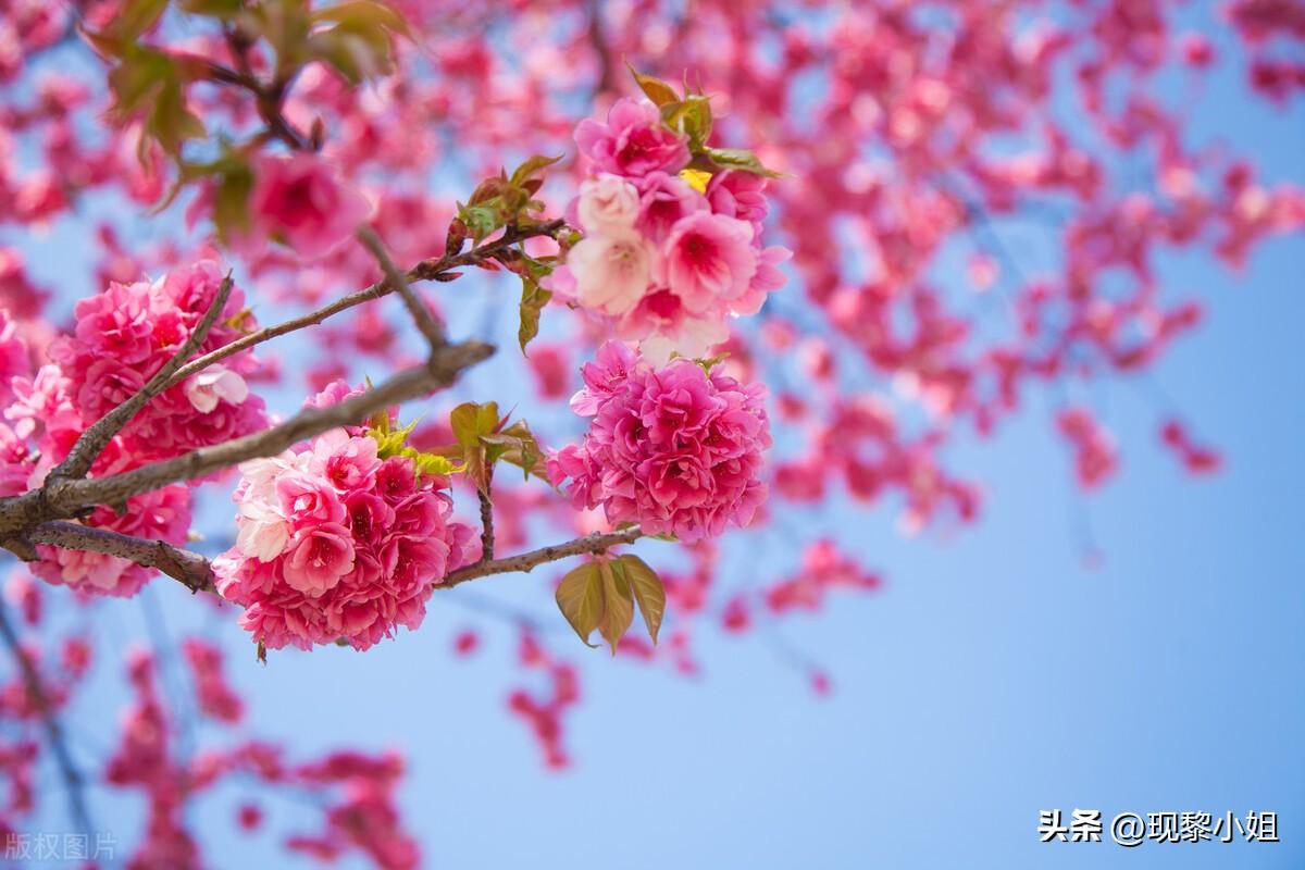 描写樱花的句子34句，期待春天，期待樱花