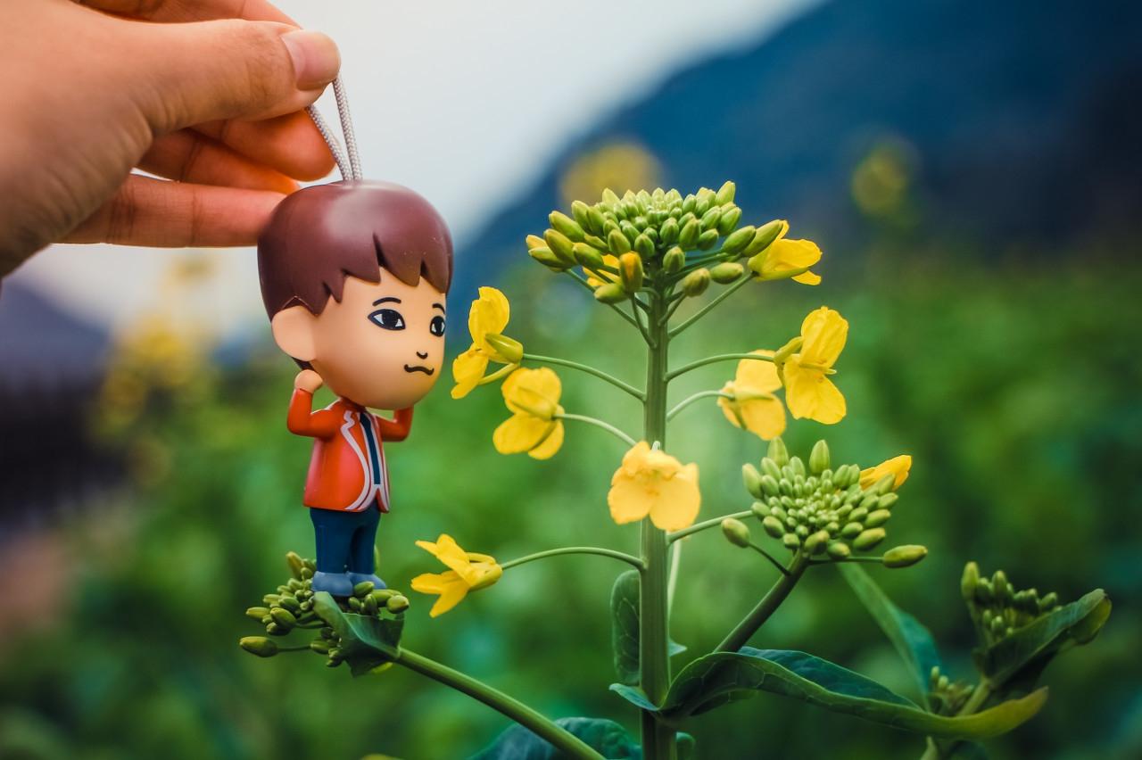 油菜花的作文800字小学习作（一朵油菜花的启示）