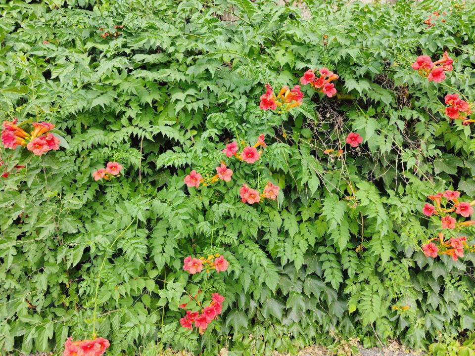 花的作文800字小学习作（丁香花开）