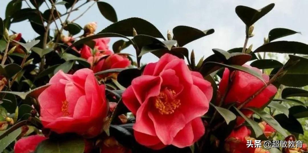 描写花的作文400字小学习作(我的植物朋友——山茶花)-小学作文-电子课本网 描写花的作文400字小学习作(我的植物朋友——山茶花)-小学作文