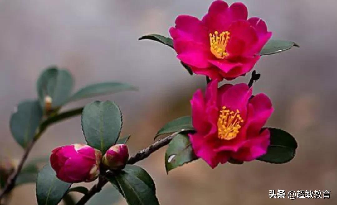 描写花的作文400字小学习作（我的植物朋友——山茶花）