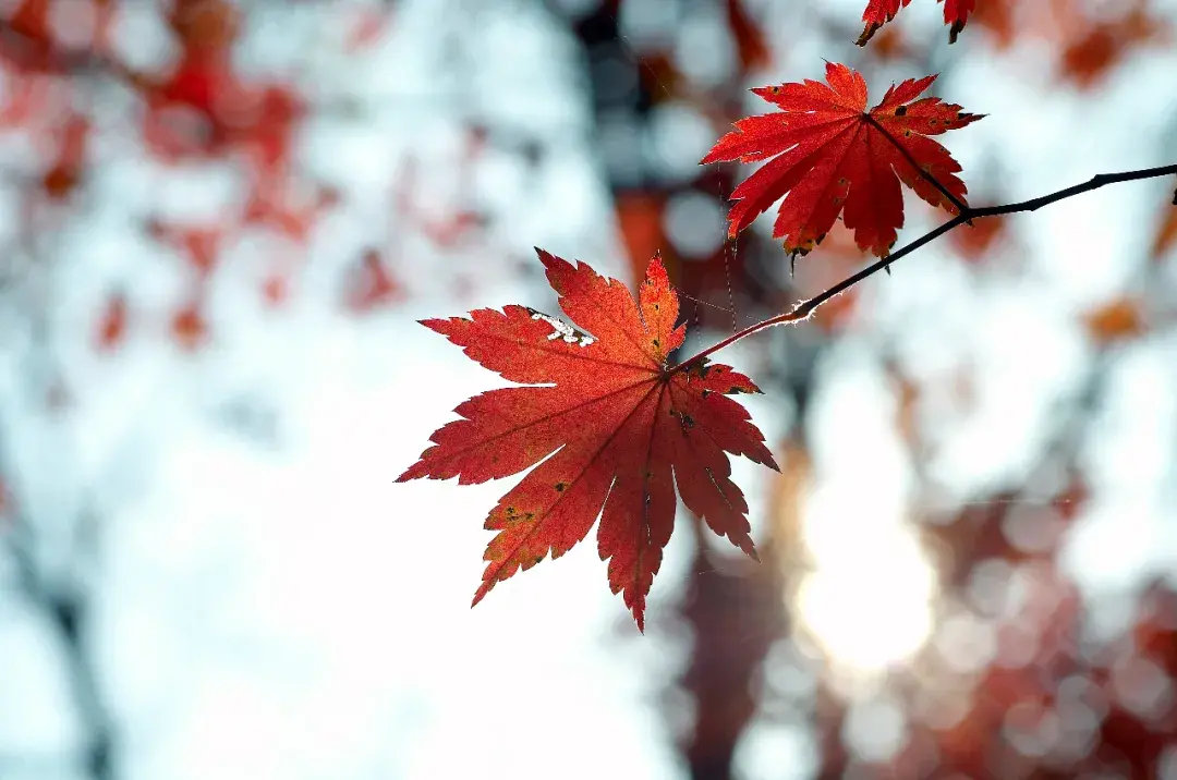 写秋天的古诗10首，带你踏入秋天