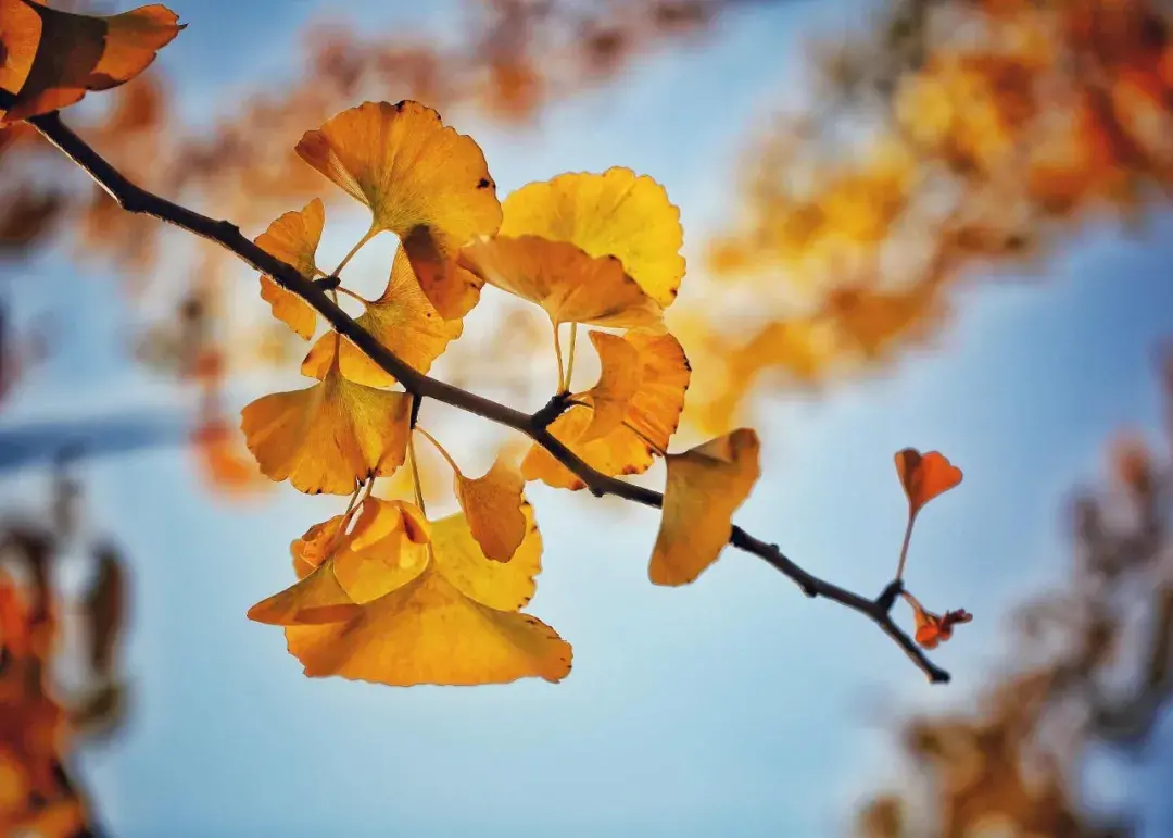 写秋天的古诗10首，带你踏入秋天