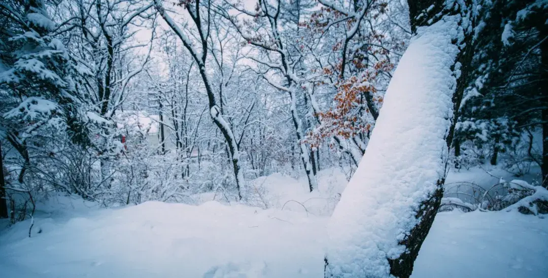 咏雪名句8首，唯美了整个冬天