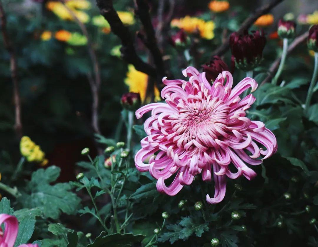 关于菊花的诗句10首，赏菊味更浓