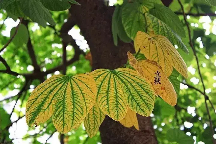 描写秋天的古诗8首，和你一起走进秋天！