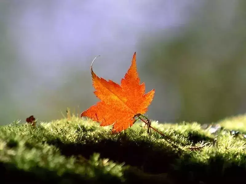 描写秋天的古诗8首，和你一起走进秋天！