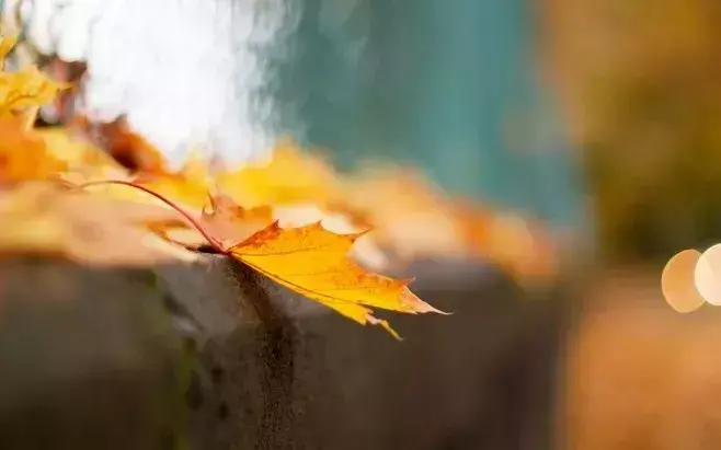 描写秋天的古诗8首，和你一起走进秋天！