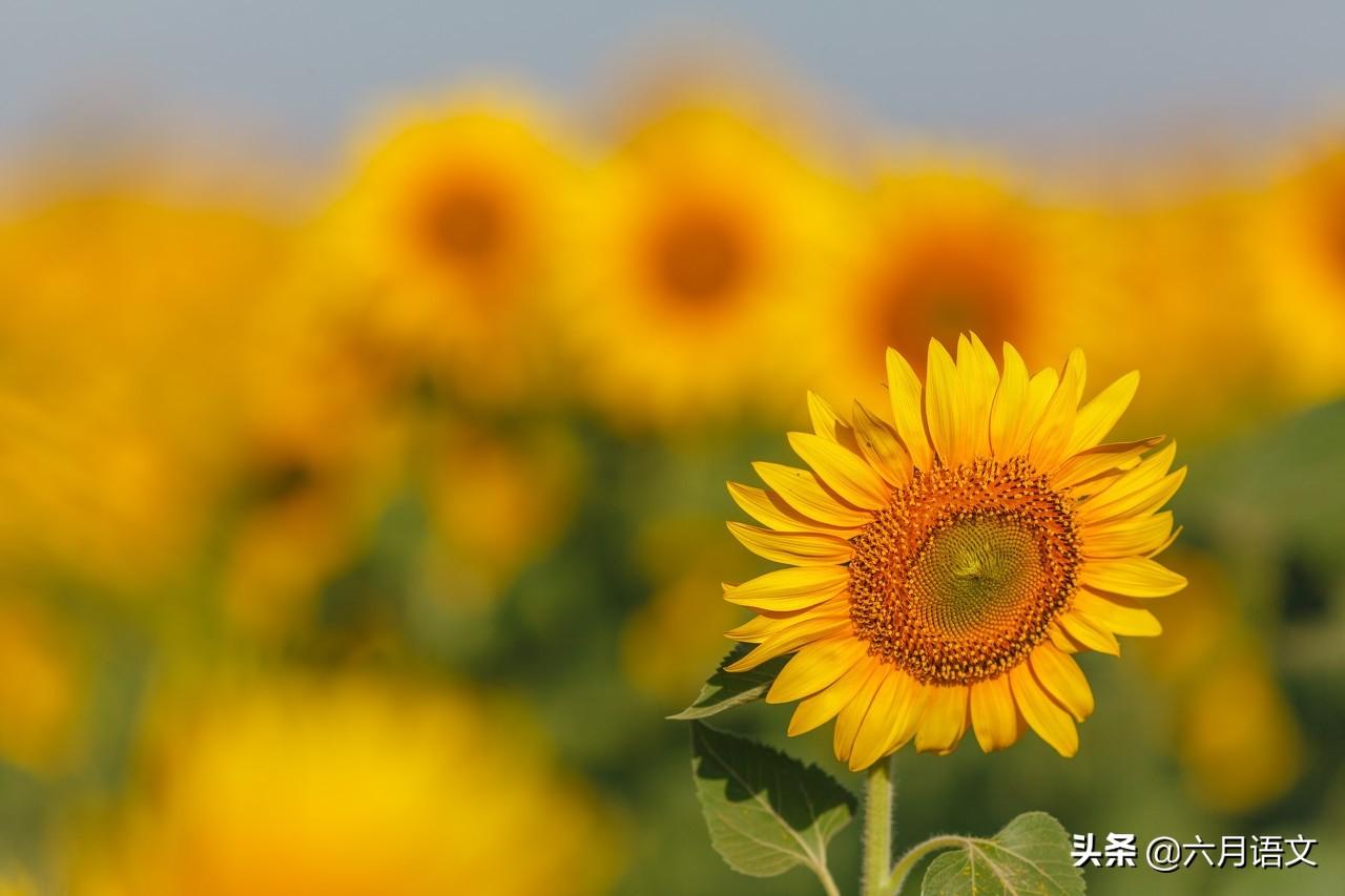 爱如阳光作文800字中学习作（爱如阳光的味道）