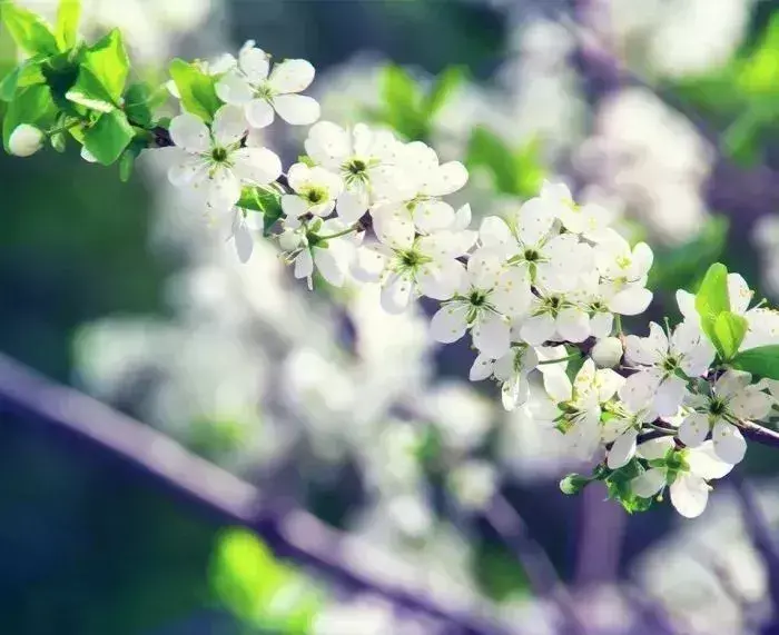 梨花的诗句7首，看诗词里的千树梨花