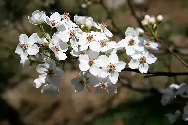 梨花的诗句7首，看诗词里的千树梨花