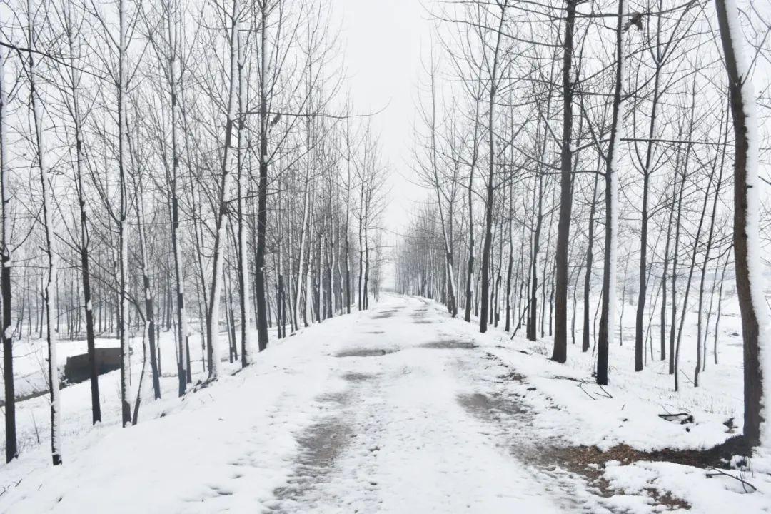 描写冬雪的诗句36首，带你感受冬日的雪