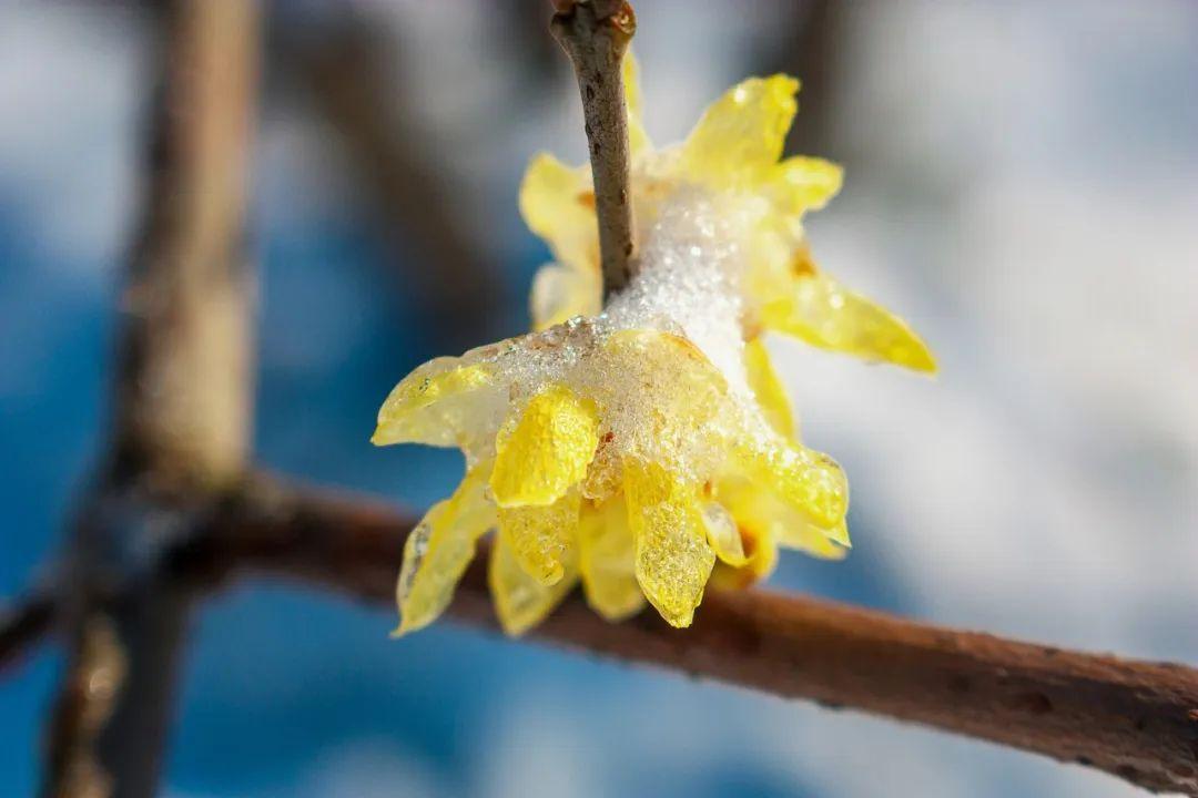 描写冬雪的诗句36首，带你感受冬日的雪