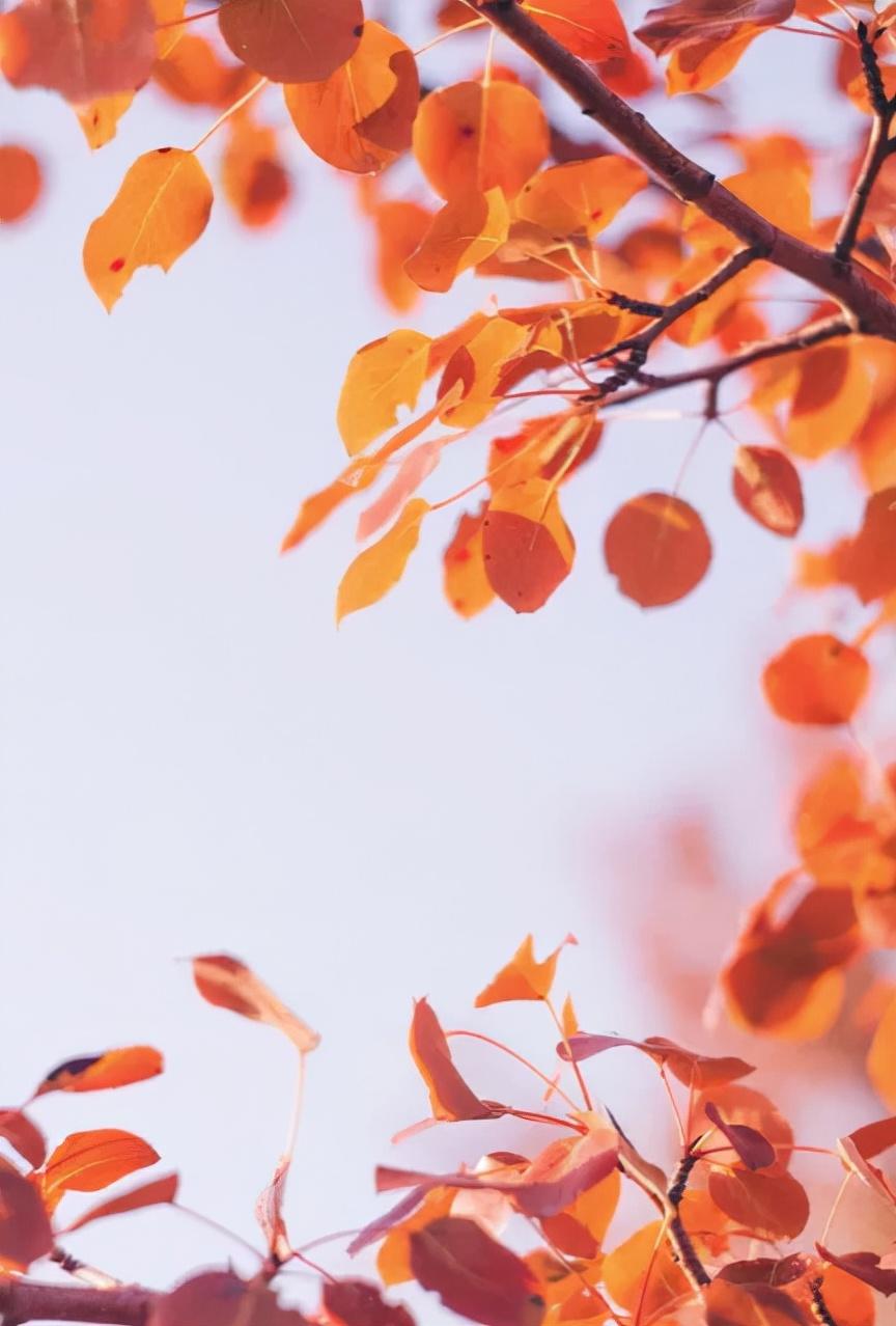 关于秋天的诗句60句，品读静美清秋