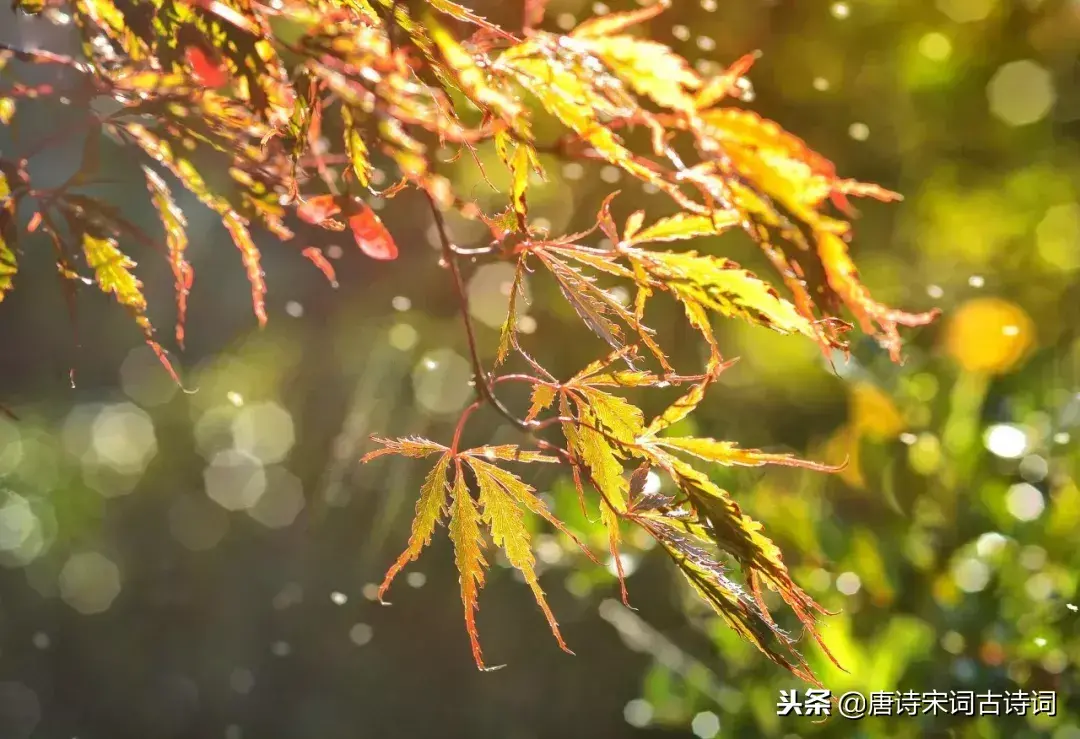 秋雨的诗句10首，带你看尽秋雨之美
