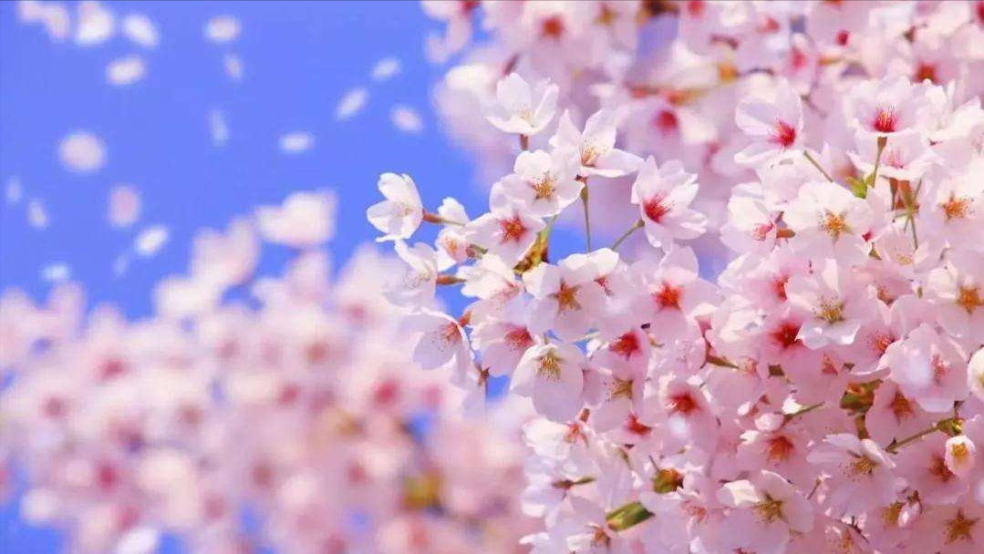 樱花的诗句12首，跟着古人欣赏最美樱花