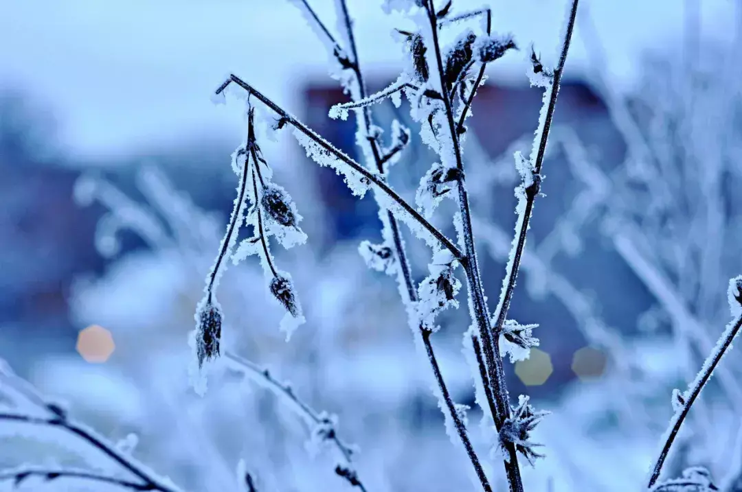 关于雪的古诗10首，最美的雪在诗词里