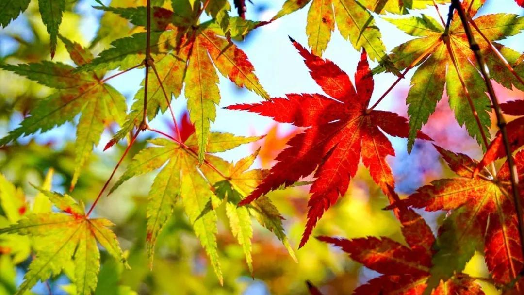 秋天的诗句30句，惊艳了整个秋天