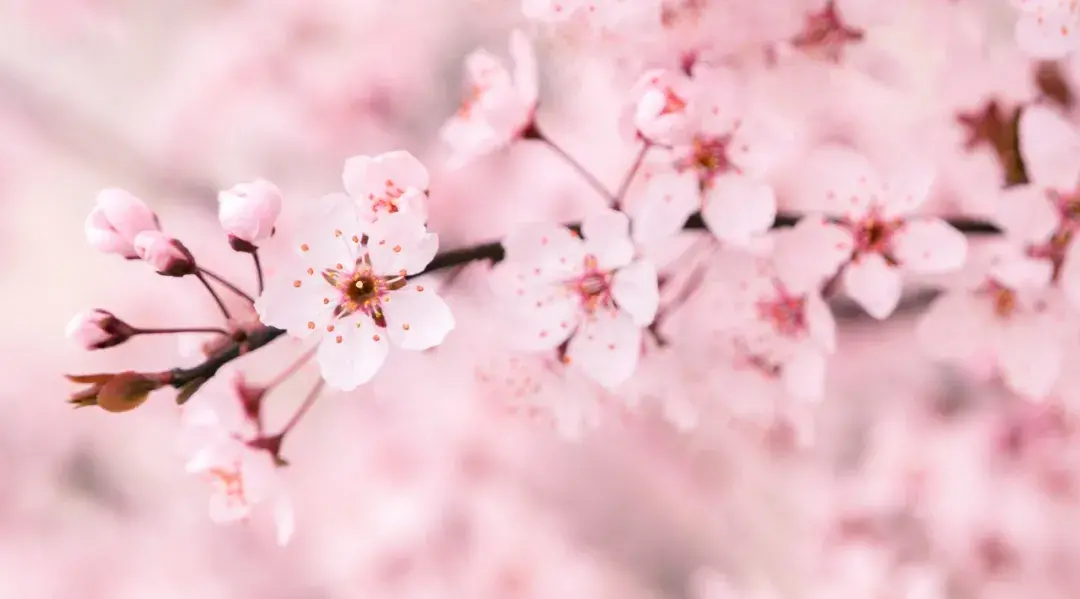 描写春花的诗句16句，春天的花有多美