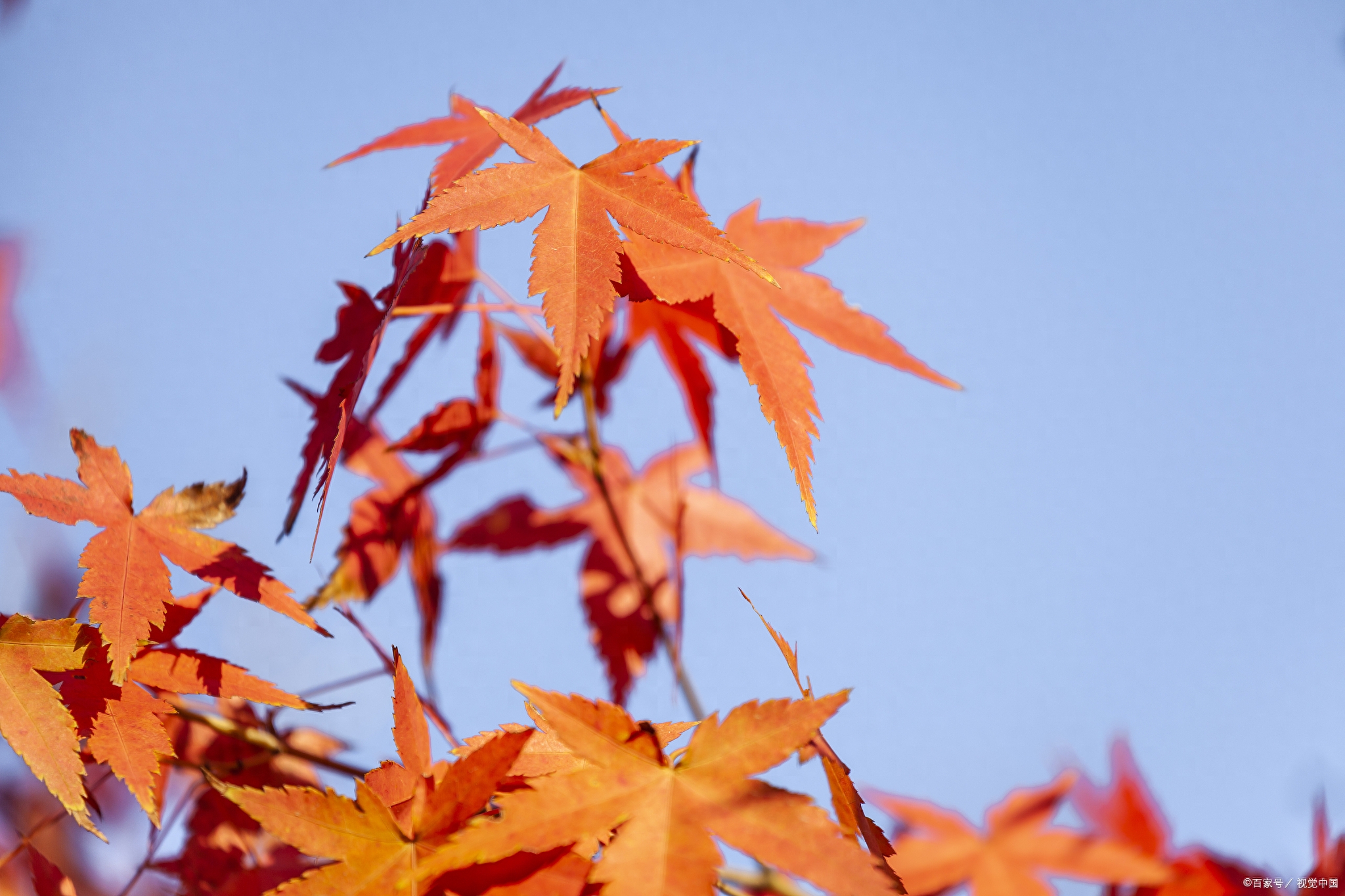 秋天的美景作文汇总2篇小学习作《秋天的美景》