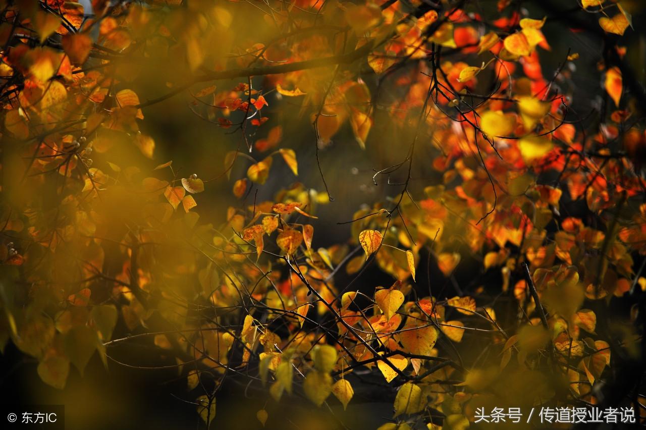 秋天的景色作文汇总5篇初中习作《秋天的景色》
