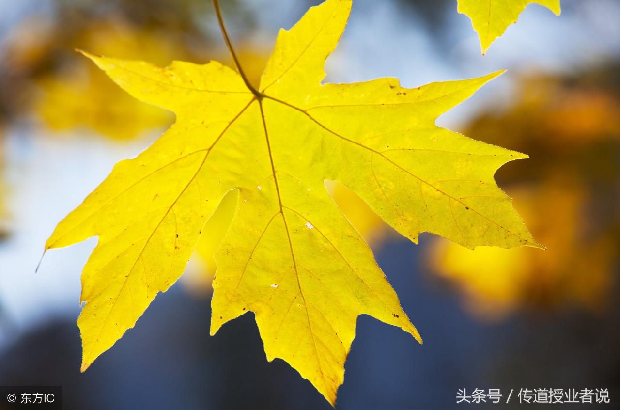 秋天的景色作文汇总5篇初中习作《秋天的景色》