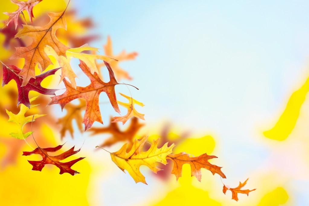 秋天的树叶作文600字小学精选《秋天的树叶》