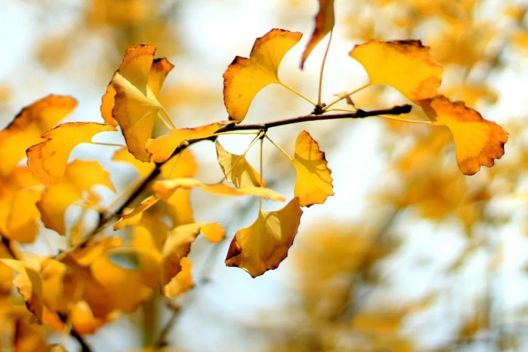 写秋景的诗句30句，秋天原来这么美