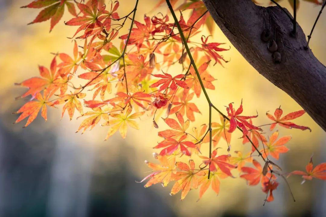 描写秋天景色的古诗10首，正是清秋好风光