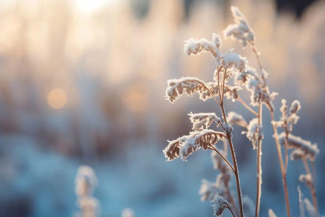 关于描写冬天的诗句100句，治愈你的整个冬天